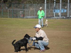 広場にて、訓練をしている人の前に首輪をつけている黒い犬がお座りをしており、後方には犬を連れて歩いている人の様子の写真